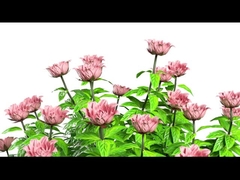 Y11 	Women Smart Watch Luxury 1.32